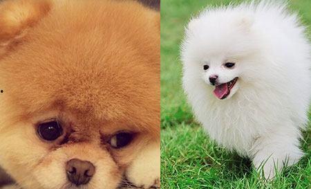 博美爆料新闻事件真相视频,揭秘新闻事件背后真相 第3张 博美爆料新闻事件真相视频,揭秘新闻事件背后真相 第3张